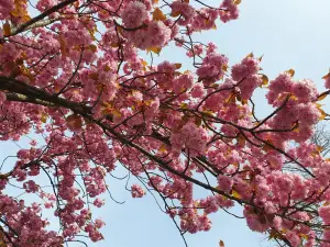 Annelies 04 Roze